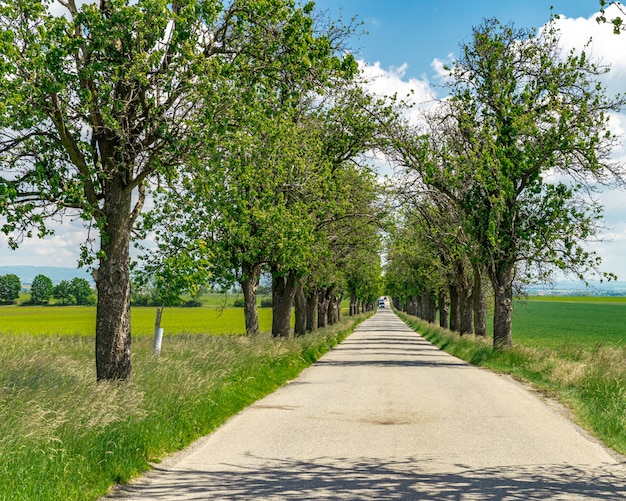 steegje van de boom langs het pad