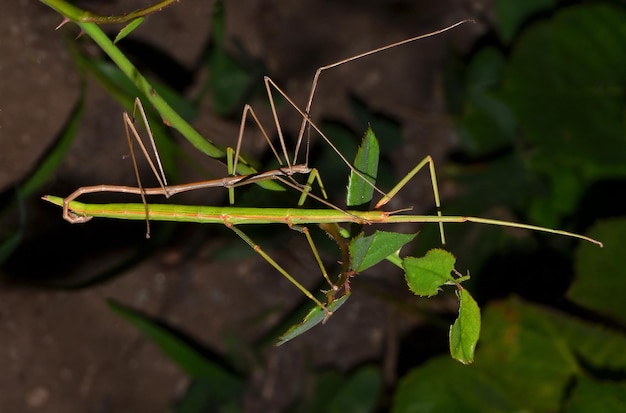 Steekinsecten koppelen op een tak met een blad eraan