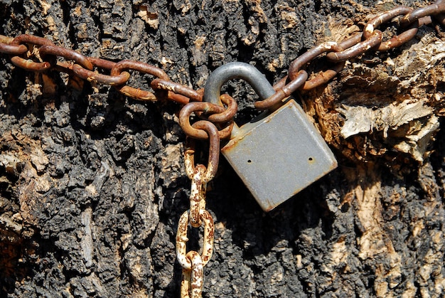 steel chain with a padlock surrounding a tree trunk, concept of oppression of nature, environment