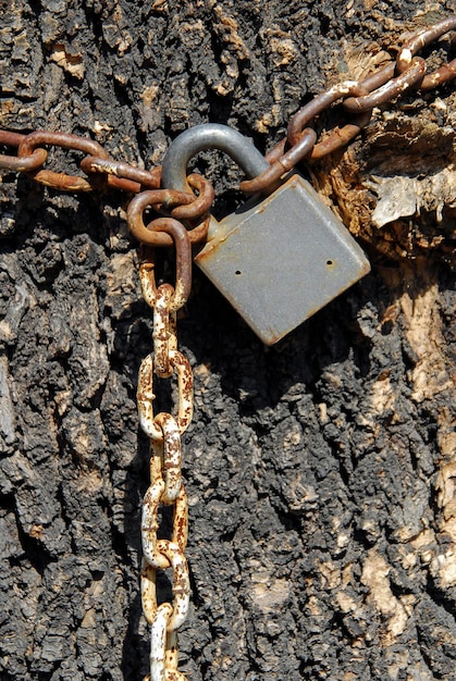 Catena d'acciaio con un lucchetto che circonda un tronco d'albero, concetto di oppressione della natura, ambiente