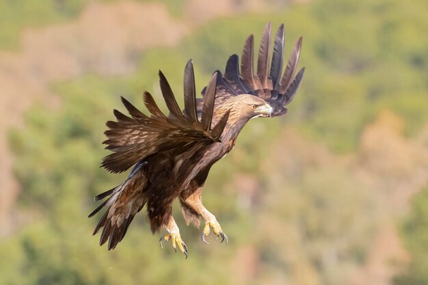 Steenarend (Aquila chrysaetos homeyeri) Cordoba, Spanje