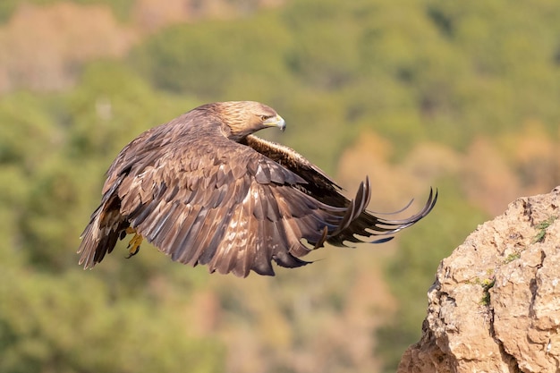 Steenarend (Aquila chrysaetos homeyeri) Cordoba, Spanje