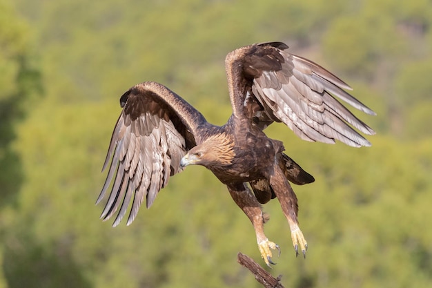 Steenarend (aquila chrysaetos homeyeri) cordoba, spanje