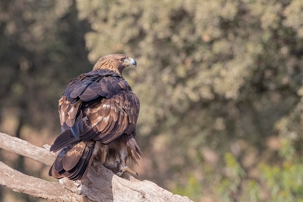 Steenarend (Aquila chrysaetos homeyeri) Cordoba, Spanje