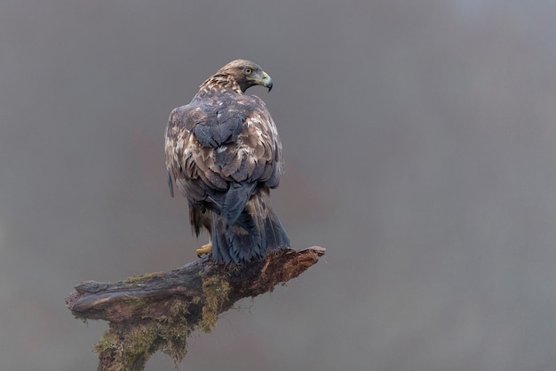 Steenarend (Aquila chrysaetos homeyeri) Leon, Spanje