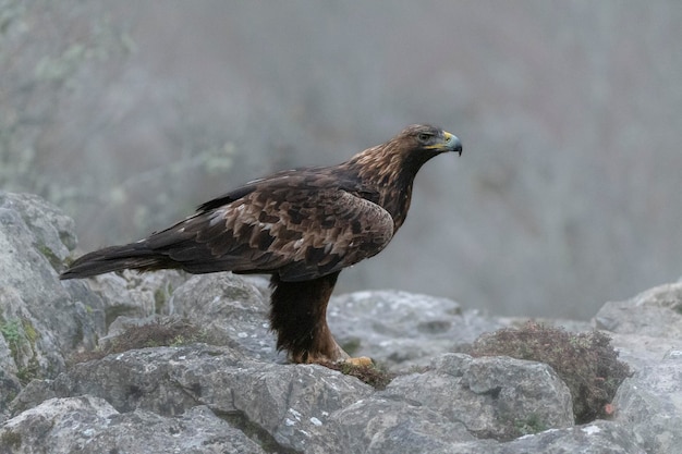 Steenarend (aquila chrysaetos homeyeri) leon, spanje