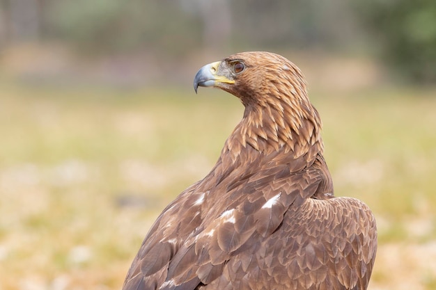 Steenarend Aquila chrysaetos homeyeri Salamanca Spanje