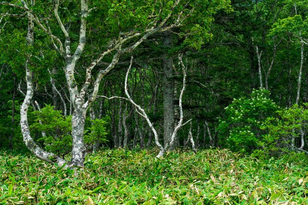 Steenberkenbomen tussen bamboestruikgewas bebost landschap van Kunashir-eilandmoesson kustbos