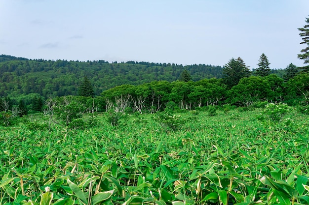 Steenberkenbomen tussen bamboestruikgewas bebost landschap van Kunashir-eilandmoesson kustbos