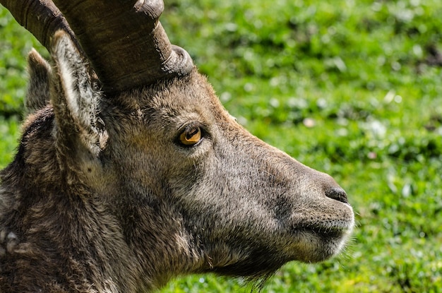 Steenbok detail