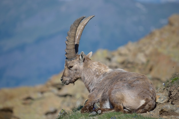 Steenbok op rots, dieren in het wild in de alpen