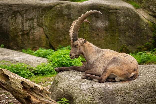 Steenbokgevecht in het rotsachtige berggebied Wilde dieren in gevangenschap Twee mannetjes vechten om vrouwtjes