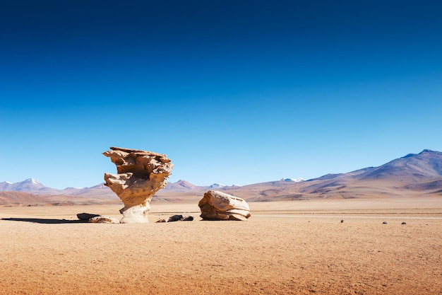 Steenboom op het plateau altiplano, bolivia