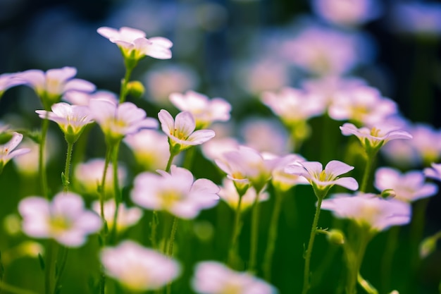 Steenbreek bloeit in de tuin