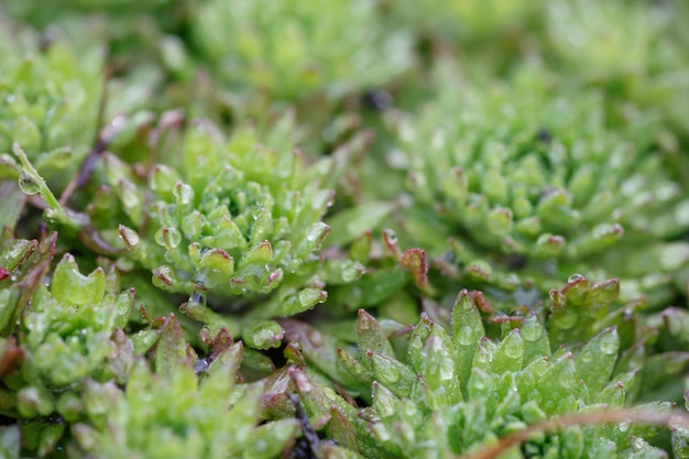 Steenbreek plant na regen in de lente macro foto Groene rockfoils bladeren met waterdruppels