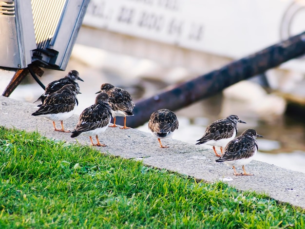 Foto steenlopers aan de oevers