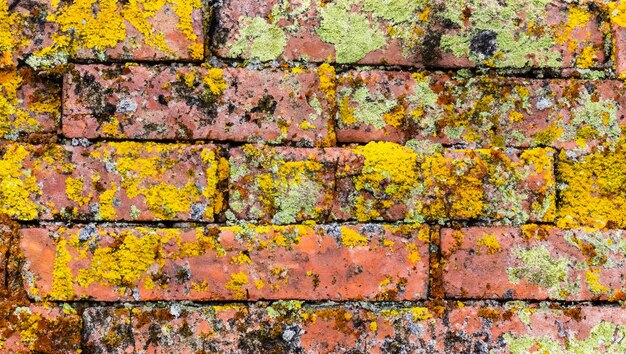 Steenmuur met korstmossen Achtergrondtextuur