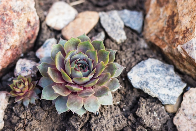 Steenroos, vetplant in het grondbed, decoratieve stenen. Thema planten en groeien.