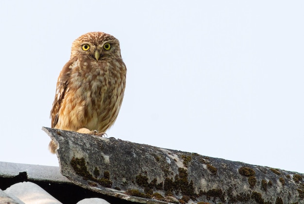 Steenuil Athene noctua Een vogel zit op het dak van een oud huis