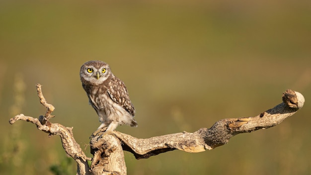 Steenuil Athene noctua op een mooie achtergrond.