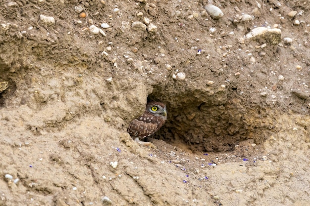 Steenuil Athene noctua zittend in een gat.