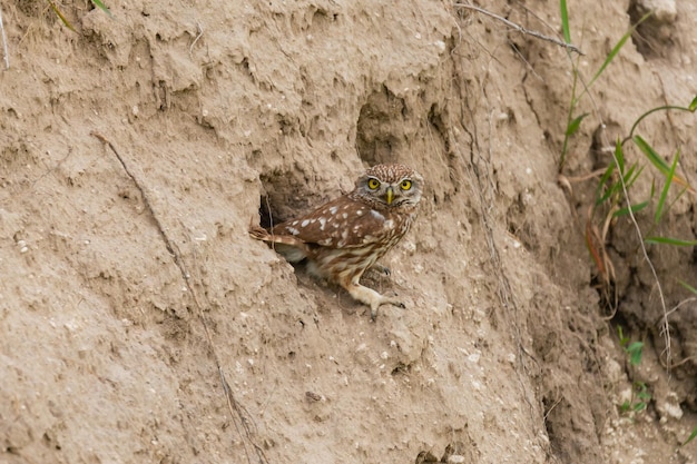 Steenuil in natuurlijke habitat Athene noctua