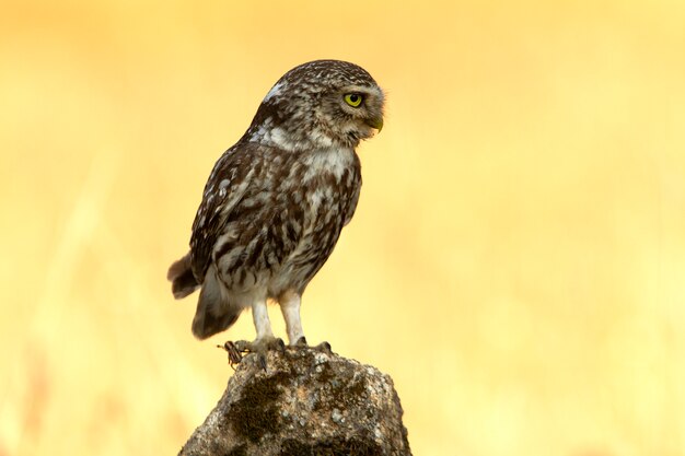 Steenuil met de laatste lichten van de middag, roofvogel, vogels, uilen, Athene noctua