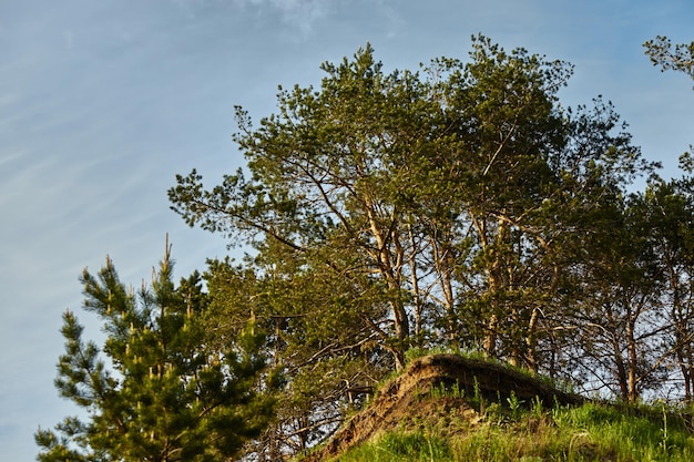 Steep slope with pine trees at the top