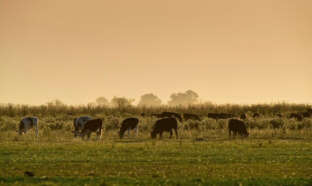 Steeren grazen op de Pampasvlakte van Argentinië