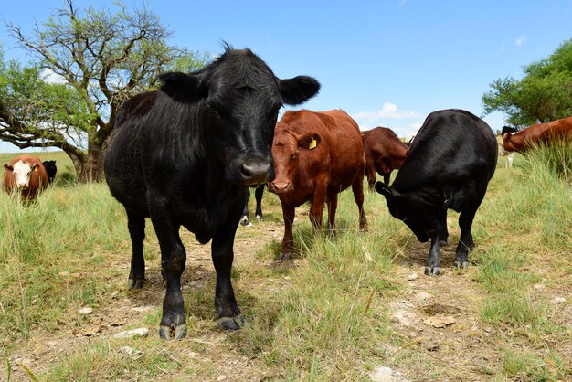 Steers fed on pasture La Pampa Patagonia Argentina