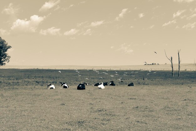 Бычки кормятся на пастбище Ла Пампа Патагония Аргентина