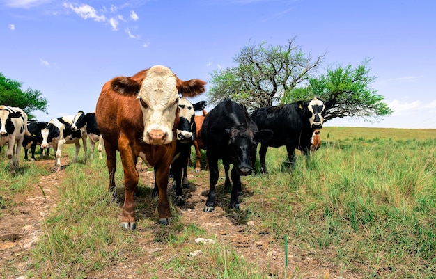 목장 La Pampa Patagonia 아르헨티나에서 먹이를 주는 거세