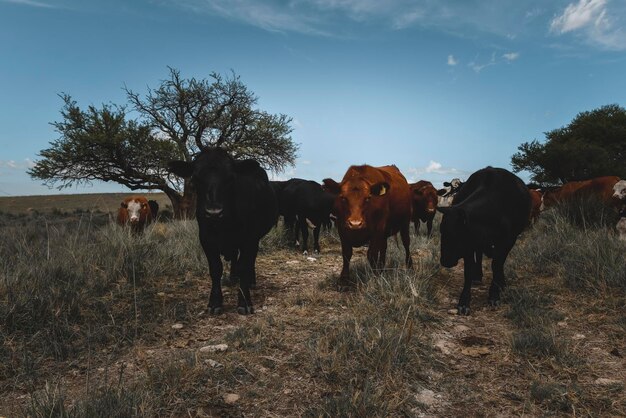 牧草地を食べた去勢牛 ラ パンパ パタゴニア アルゼンチン
