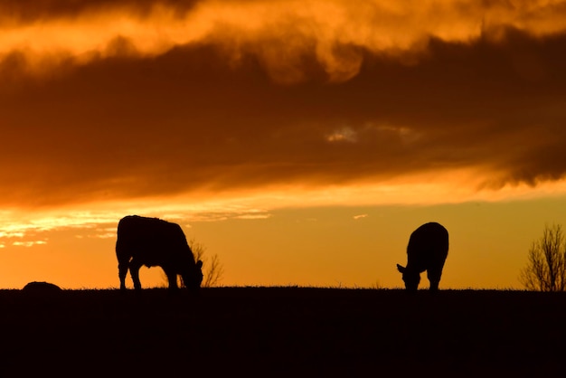 Steers fed with natural grass Pampas Argentina