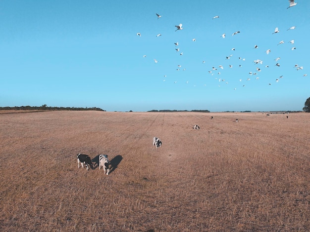 Steers fed with natural grass Pampas Argentina