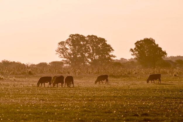 Steers grazing on the Pampas plain Argentina