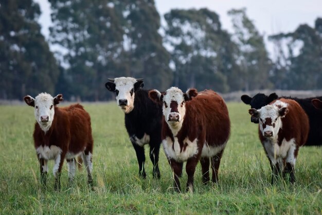 아르헨티나 파스 평야 에서 먹이를 먹는 소 들