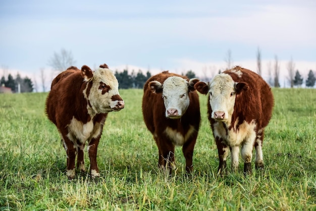 Steers grazing on the Pampas plain Argentina