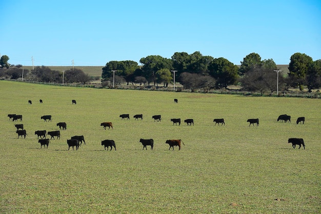 Steers in pampas countryside La Pampa Argentina