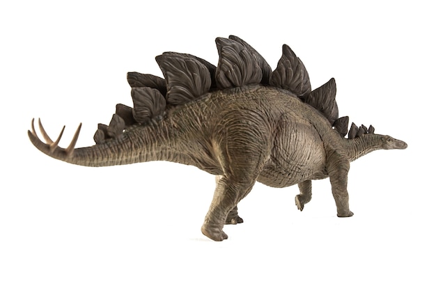 Stegosaurus Dinosaur on white background .