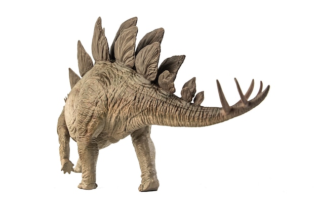 Stegosaurus Dinosaur on white background .