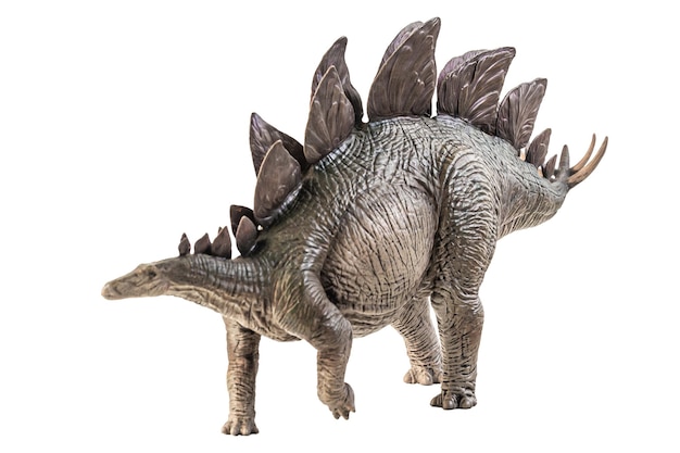Stegosaurus dinosaurus op witte achtergrond