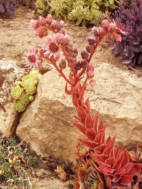 Steingartengewachs henne und kuken dach-hauswurz - rock garden plant hen and chicks houseleek