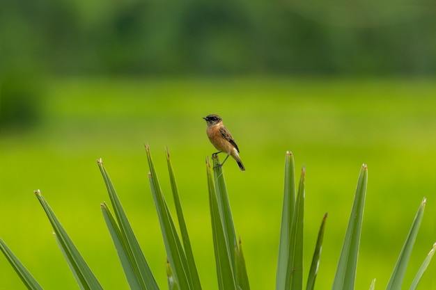 Foto stejneger's stonechat met groen blad