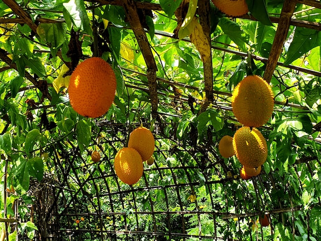 Stekelige bittere kalebas of Baby Jackfruit in de tuin