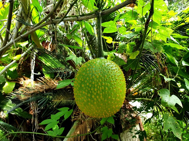 Stekelige bittere kalebas of Baby Jackfruit