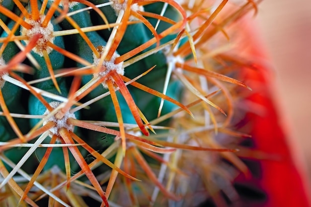 Stekelige cactus close-up