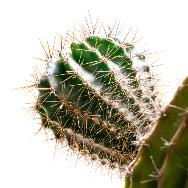 Stekelige cactus geïsoleerd op wit