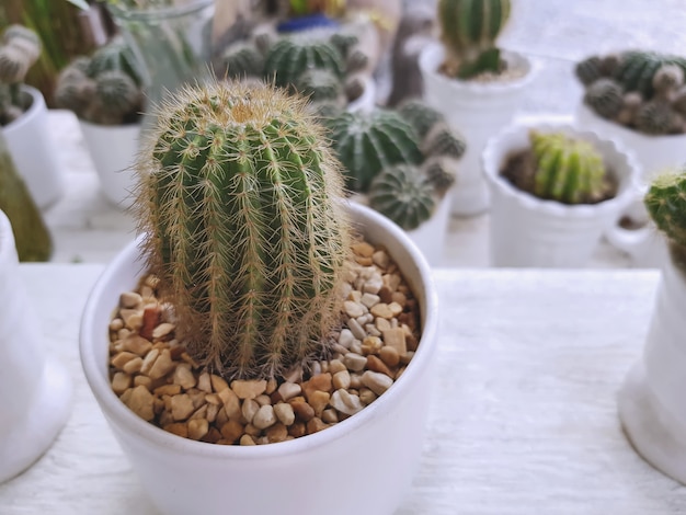 Stekelige cactus in kleine witte potten voor kamer decoratie