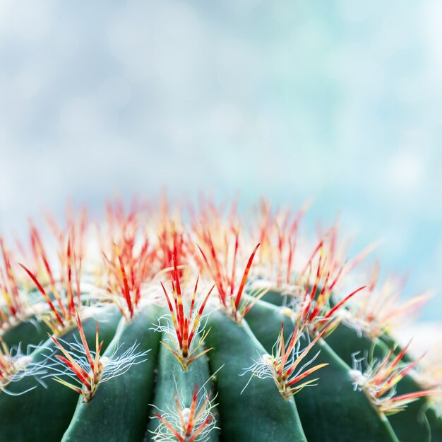 Stekelige cactus tegen blauwe hemel